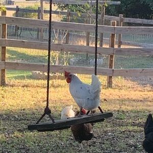 Meet your Posher, Charity